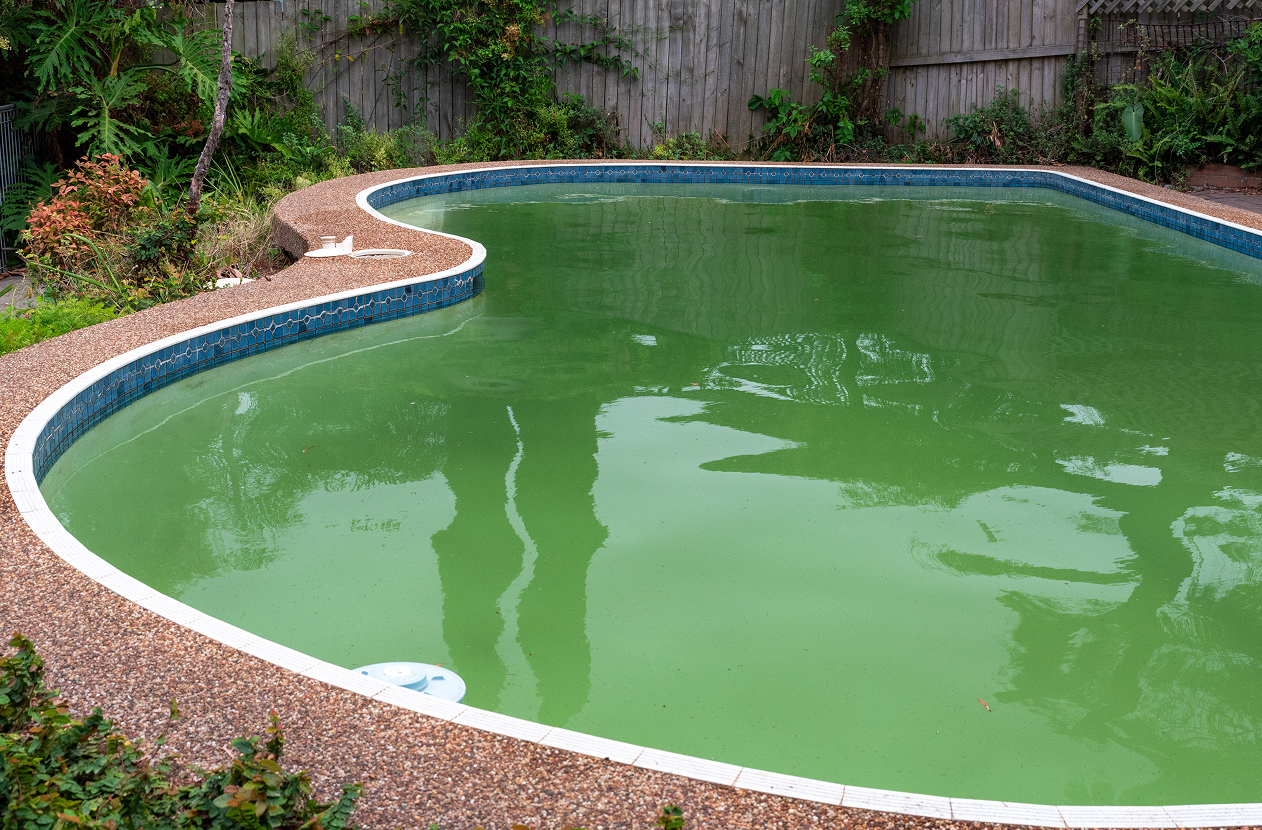 Photo of How to Prevent Pool Algae During a Katy Summer